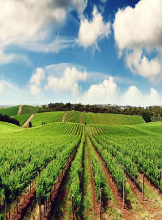 Aqrar sığorta PROBLEMİ: Nazirlik sığorta şirkətlərini ittiham edir