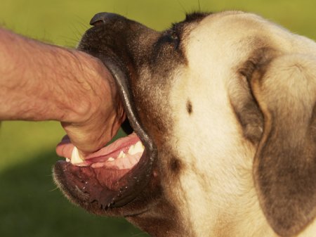 Bakıda iki gündə 8 nəfərə itlər hücum edib