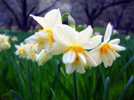 Nərgiz bitkisinin faydaları