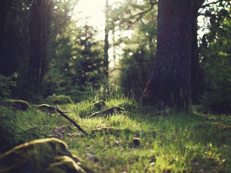 Azərbaycanda meşələrin icarə müddəti artırıldı - 49 il