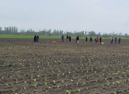 Balakəndə tütünçülüyə maraq artıb