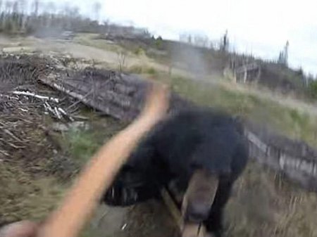 Şok kadrlar: ayını vurmaq istədi, canını güclə qurtardı - VİDEO - FOTO