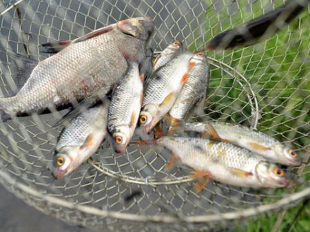 Azərbaycanda balıq ovlamaq üçün YENİ QAYDALAR