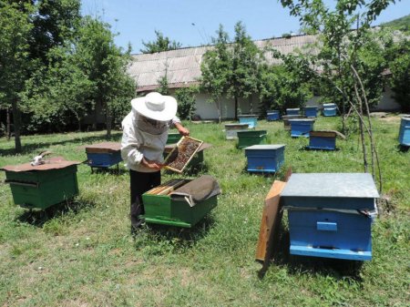 Nazirlikdən arıçılara MÜRACİƏT