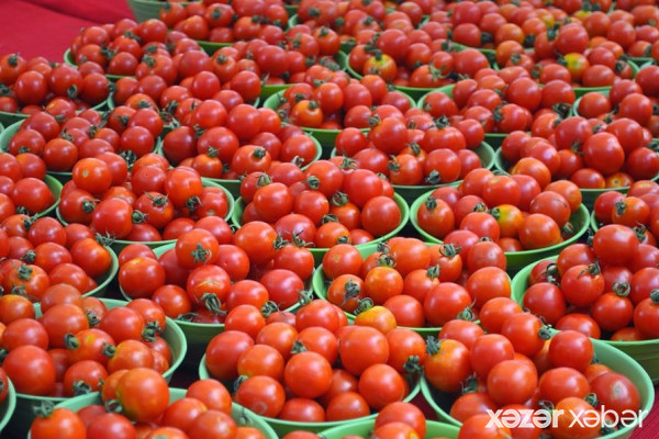 Azərbaycanın 16 müəssisəsindən Rusiyaya pomidor ixracına icazə verilib