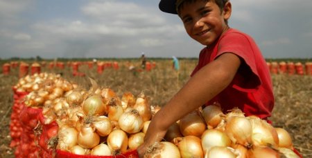 Azərbaycan soğanı Rusiya bazarına çıxarılacaq